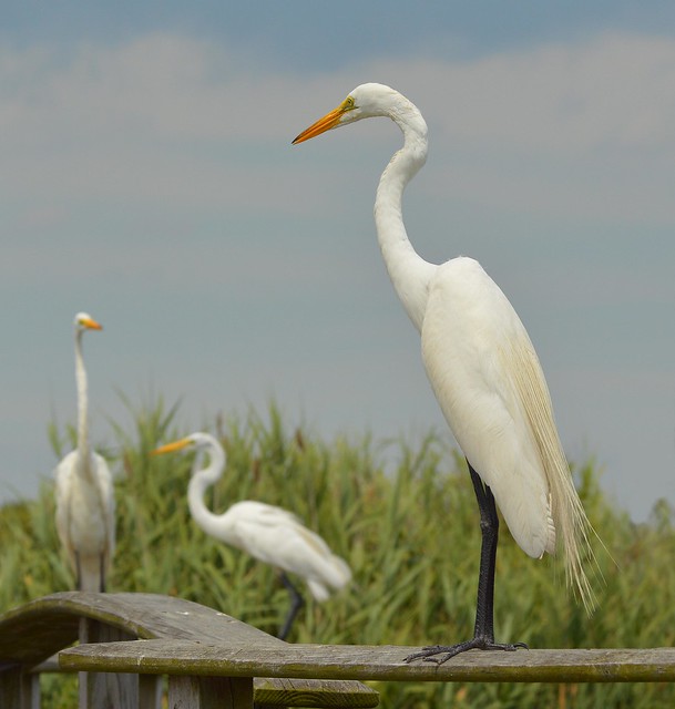 Three Great White Egrets