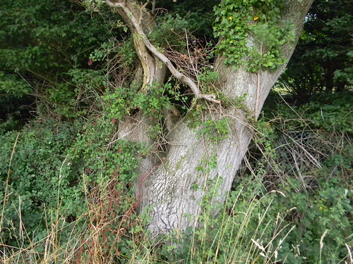 Big old tree Chichester to West Wittering