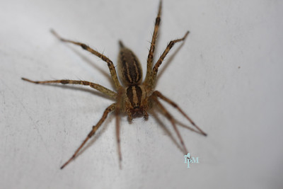 brown spider with two darker brown striped on thorax against a white background