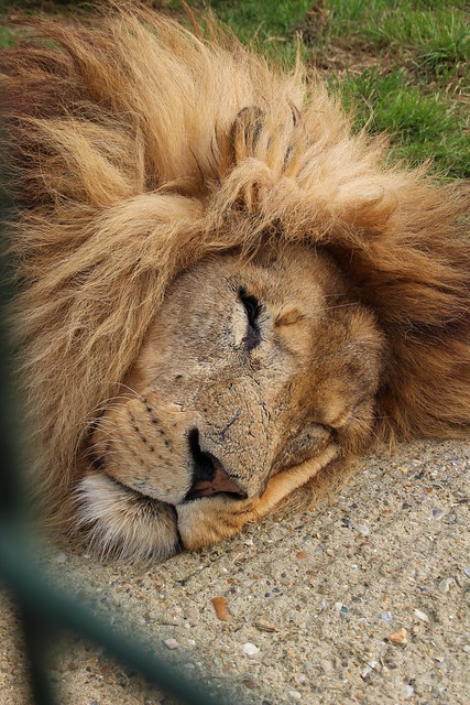 Wake to the Roar of the Lions at the World Heritage Foundation, Smarden, Kent