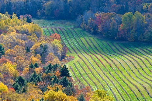 autumn canada green fall apple landscape leaf october scenery novascotia view stripe orchard row foliage crop lookoff northmountain mygearandme mygearandmepremium mygearandmebronze mygearandmesilver mygearandmegold mygearandmeplatinum mygearandmediamond