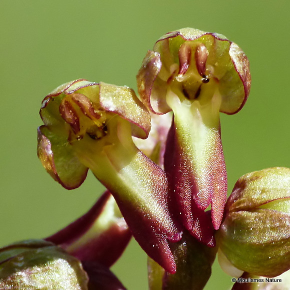 P1050403. Frog Orchid, Dactylorhiza viridis