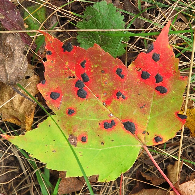 IMG_0945Sq  Autumn maple leaf