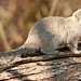 Flickr photo 'Squirrel,DMV-Fox_Chincoteague,VA_©DaveSpier_D027795flickr' by: northeast naturalist.