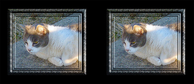 Cyber Stare Parallel 3D