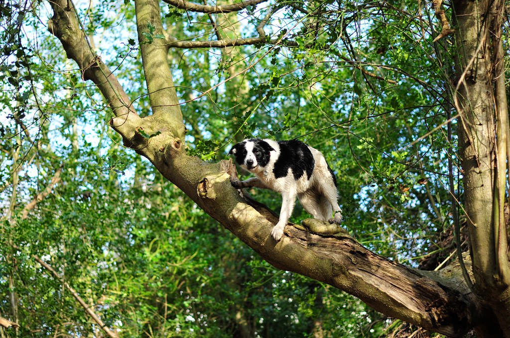 12/52 "What do you mean?  .. I'm not supposed to climb trees?!"