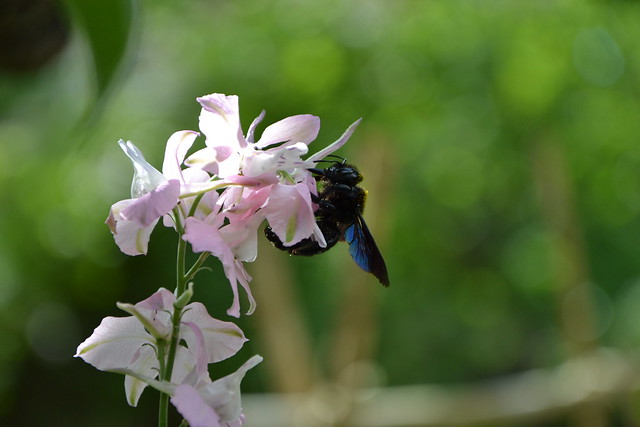 Xylocopa violacea - bourdon noir, abeille charpentière 32261253094_34d3ddbef0_z