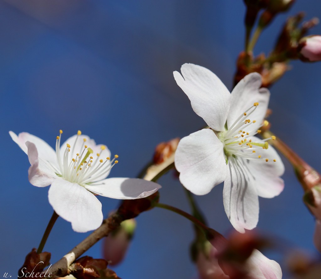white tree blossom