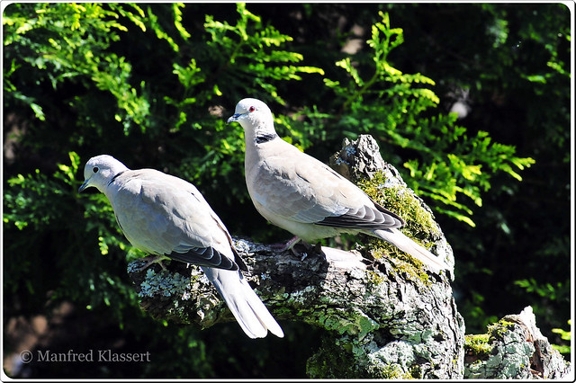 © • Eurasian Collared Doves •