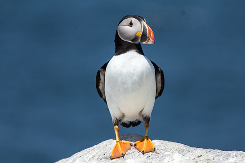 Atlantic Puffin