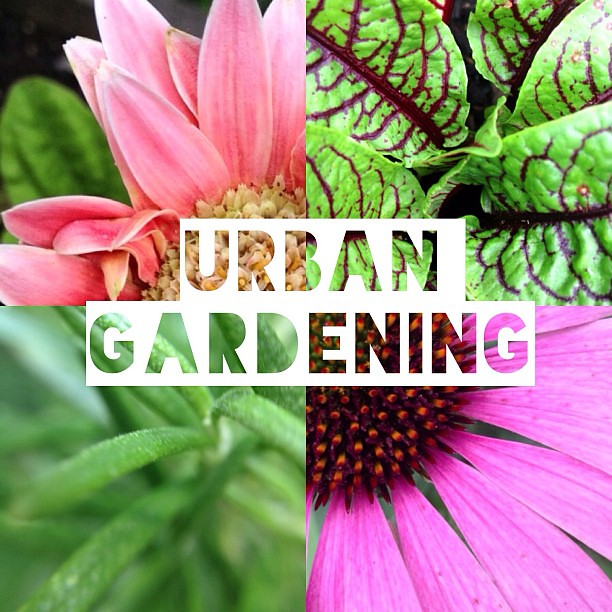 Most summers, this is my project! #bpcphonephotographyproject #urbangardener #mortalmuses #ourcollectiveplay