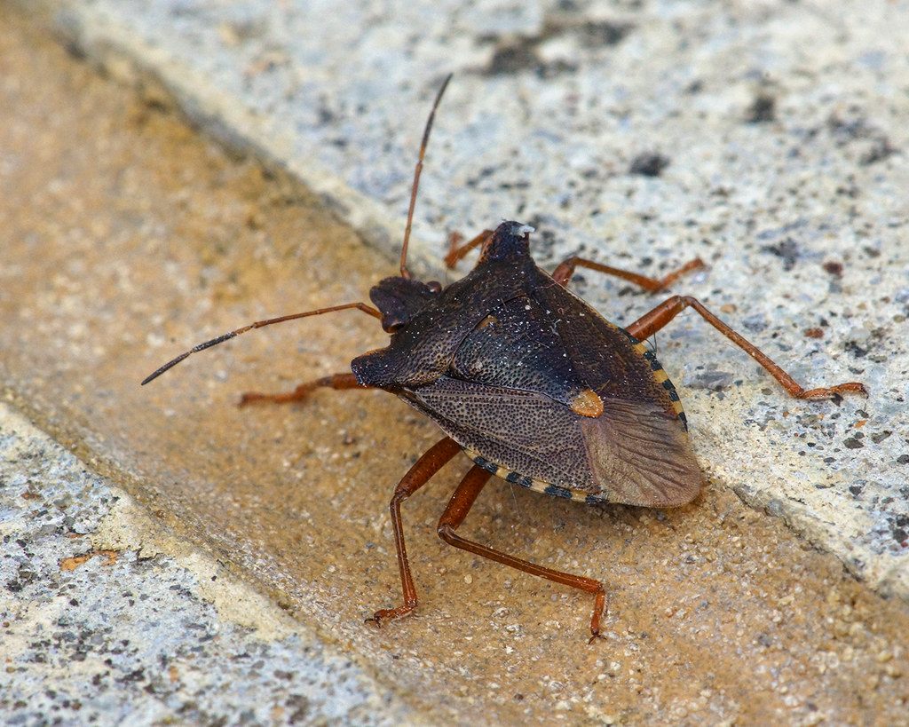 Forest shield bug I was sweeping up cat litter in the cons… Flickr