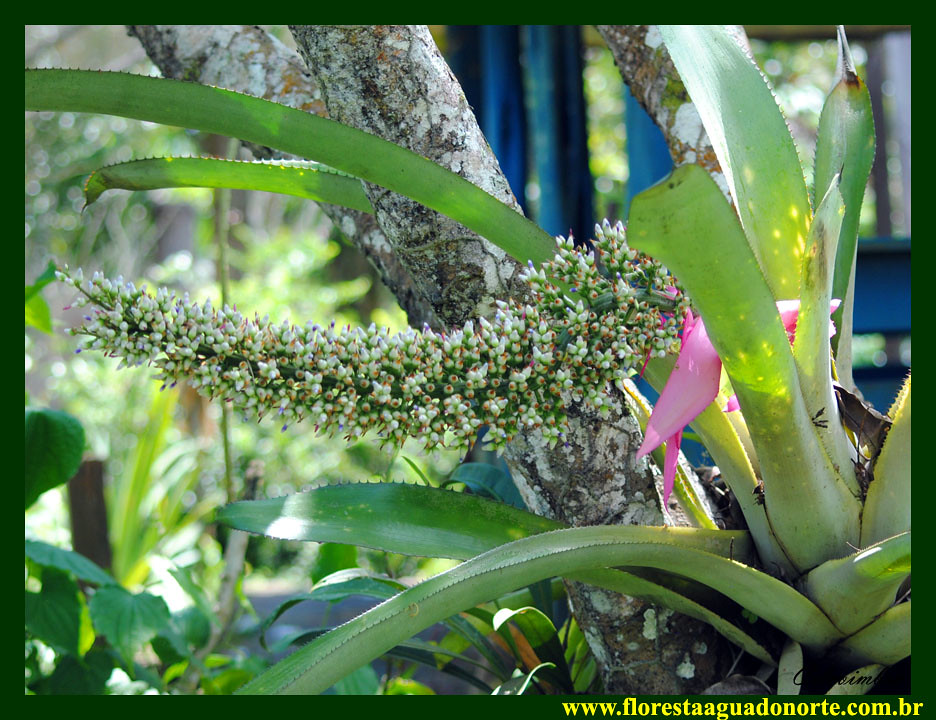 Amazônia Bromelia Aechmea castelnavii branca BROMELIACEAE … | Flickr