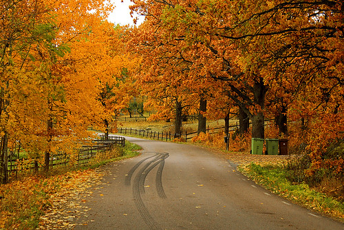 Autumn Road | A beautiful small road outside the city at fal… | Tim ...