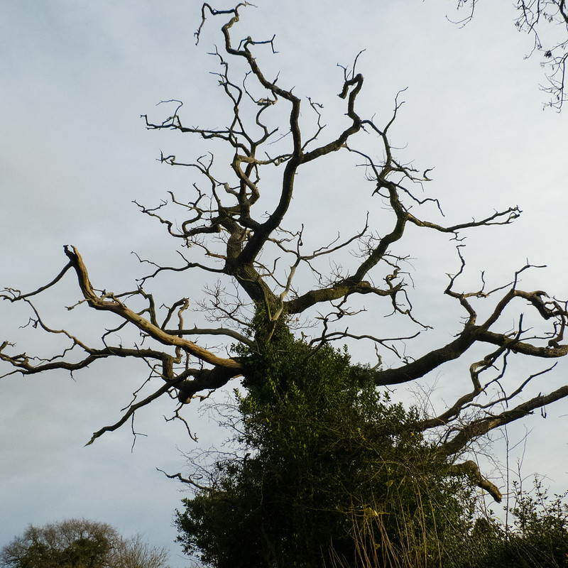 Twisty ash