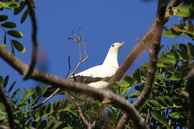 Torresian Imperial Pigeon ~ Ducula spilorrhoa ~ Cairns Esplanade