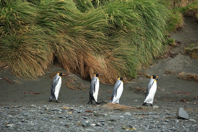King Penguins Marching on a Stoney Beach Macquarie Island Subantarctic Macquarie Island Australia