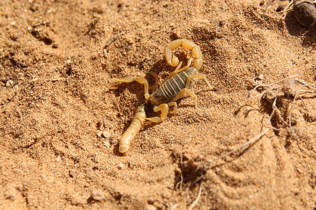 a scorpion, Buthus sp., Cap Rhir, Morocco, 6th March 2017