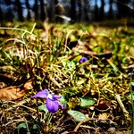 Tiny purple flowers, out at the state park. Hard to take clear photos when you're getting toddler tackled while you try. #flowers #closeup #ontheground #atmyfeet #washingtoncountystaterecreationarea #washingtoncountyil #soill #southernill #southernillinoi 