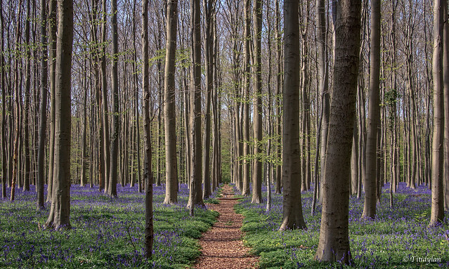 Bluebell carpet in the Hallerbos 3