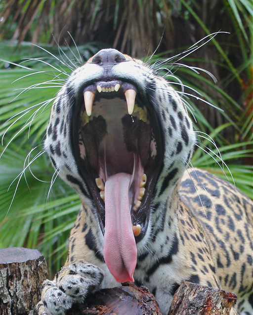 Yawning Jaguar at the Belize Zoo