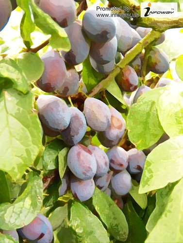 Nice Damson Fruit Image | by Infoway LLC - Website Development Company