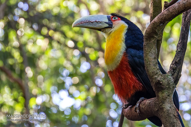 Parque das Aves - Foz do Iguaçu - Paraná - Brasil