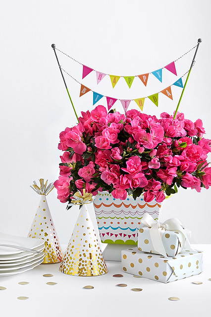 potted pink azalea birthday plant with party hats and wrapped gifts