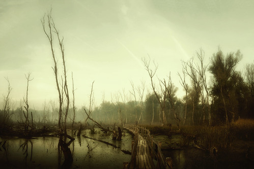 wood morning bridge reflection nature water fog wooden nikon hungary logs dew swamp marsh 1855 apocalyptic d5100