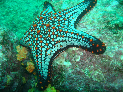 closeup underwater starfish wildlife scuba panama centralamerica coiba