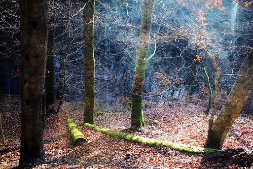 wood in december | by Jitka Ertelová