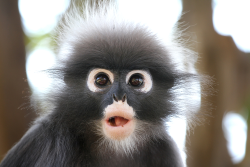 do you like what I did with my hair? | eSafely's Funny Monke… | Flickr