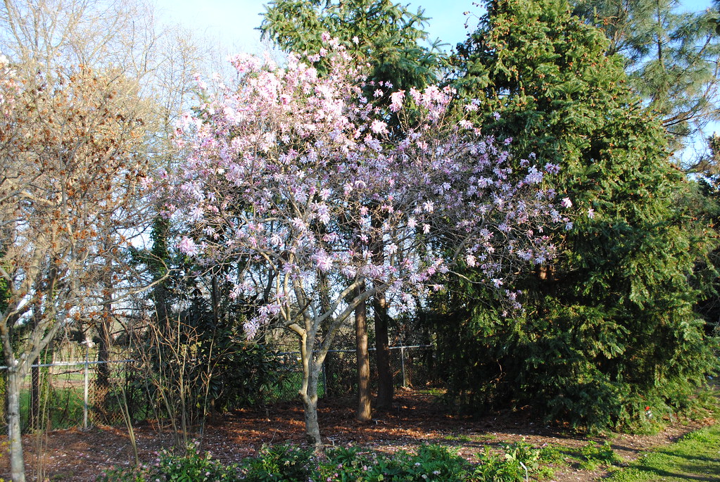 Image result for magnolia leonard messel