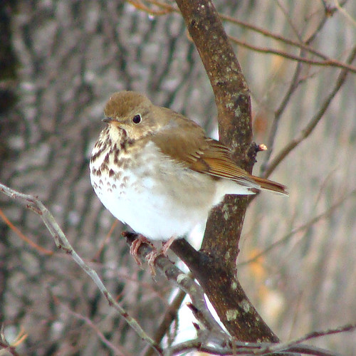 winter snow bird thrush