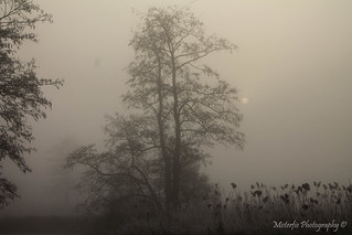 On a misty morning VI