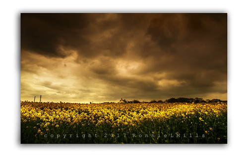 stormy weather dark clouds yellow peril rapeseed field flower groomsport county down northern ireland
