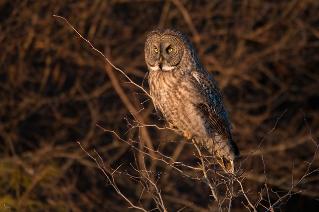Early Evening Great Gray Owl