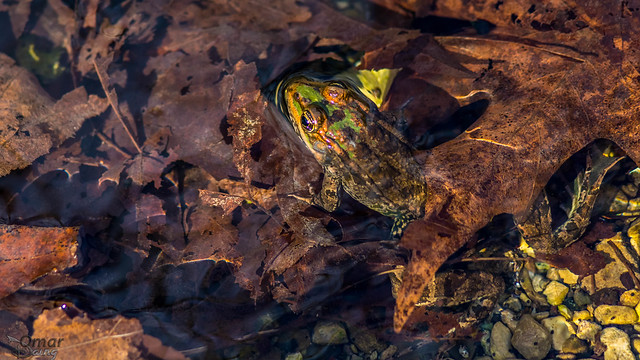 Levant Green Frog - Levanten ova kurbağası