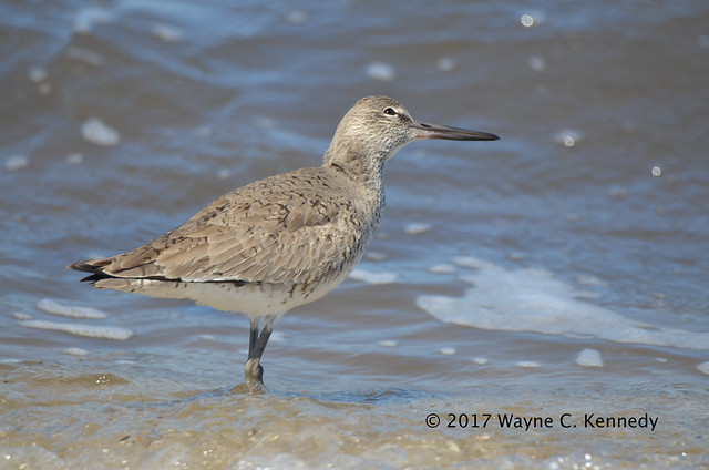 Eastern Willet looking out for danger!