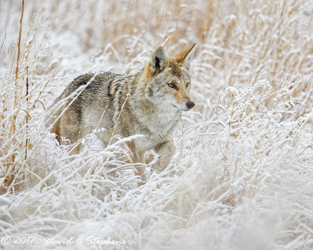 Coyote Hunts In Snow (Explored)