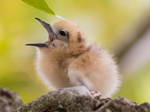 whitetern chick babytern babybird bird gygisalba uhm uhmanoa seabird tern honolulu oahu hawaii bokeh yawn young urban