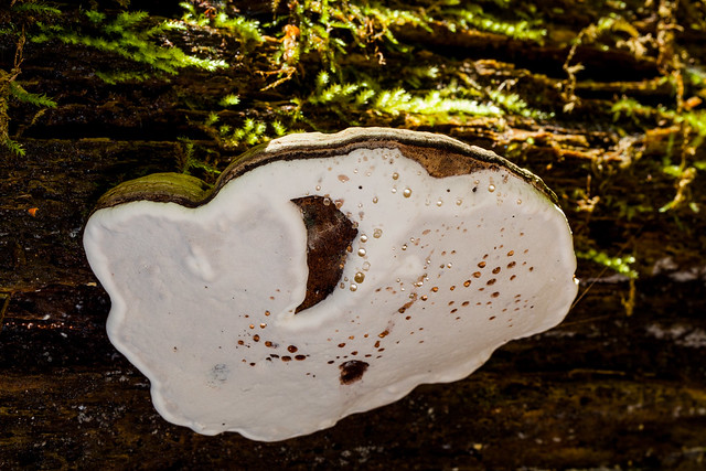 Pilze - Mushrooms