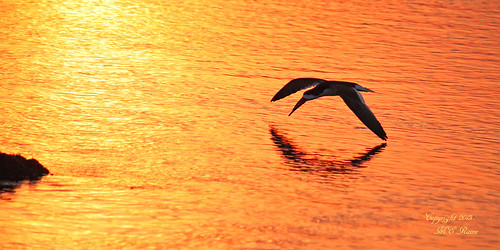 sunset nature water birds creek wildlife meadowlands hour “black “golden marsh” “magic “mill nj” hour” skimmer” “secaucus