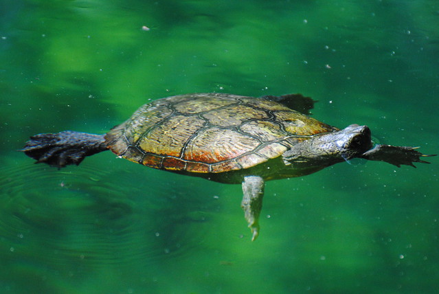 Floating turtle