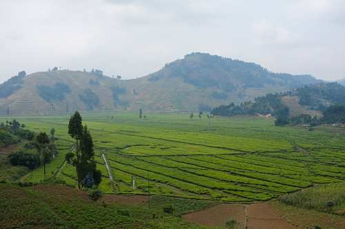 africa summer landscape tea rwanda zomer afrika thee landschap x100 ouest 2013 fujifilmx100 inklaar:see=all