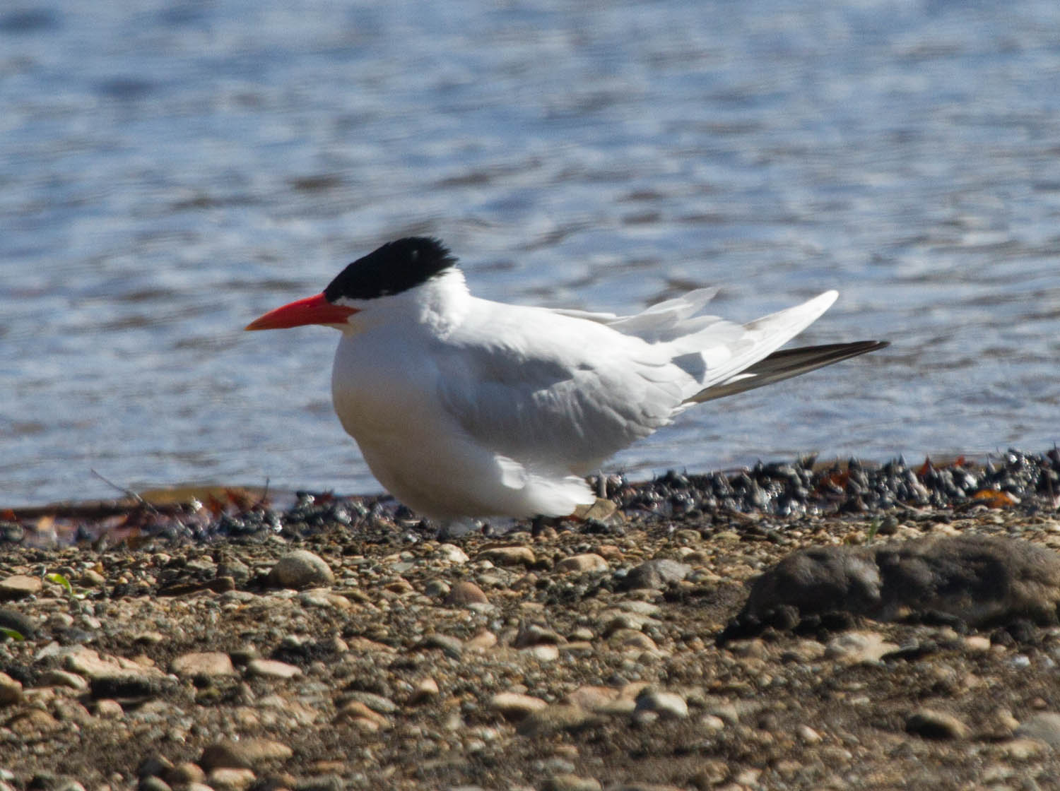 Caspian