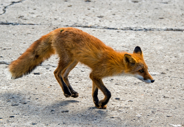 Injured Fox With A Limp