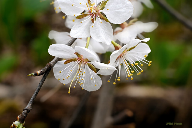 Wild Plum - Prunus americana  -  Rosaceae: Rose family