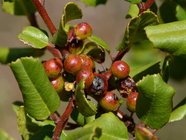 Ripening red berries of native Holly-Leaved Redberry (Rhamnus ilicifolia, Rhamnaceae)