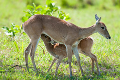 Mom and Fawn